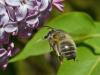Anthophora sp.